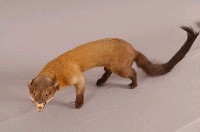 黃喉貂藏品圖，第6張